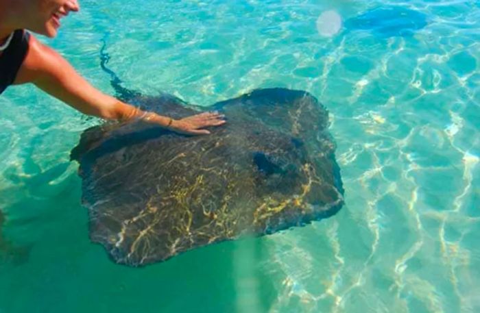 a woman interacting with a stingray