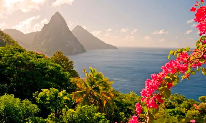 The Twin Pitons of St. Lucia framed by vibrant pink blossoms.