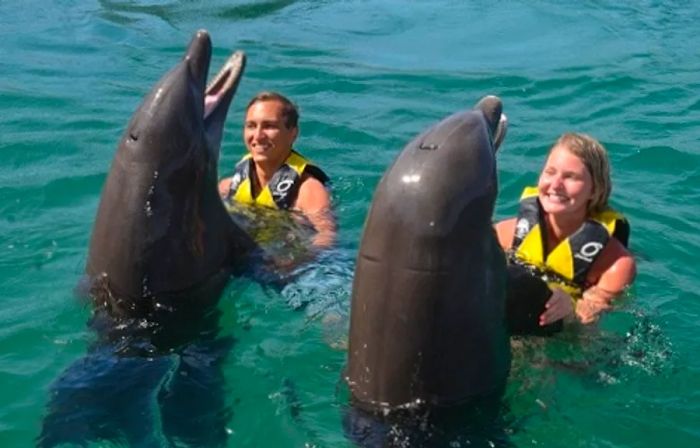 A couple holding the fins of two dolphins during an excursion in Amber Cove