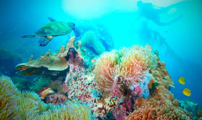 A sea turtle swims gracefully alongside scuba divers in a vibrant coral reef.