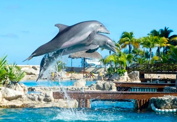 dolphins leaping into the water during an aquatic show at an aquarium