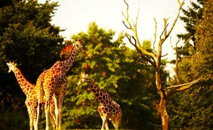 giraffes at a display in the Seattle Zoo