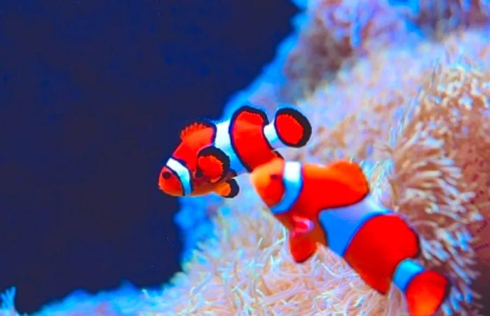 clownfish at an aquarium display