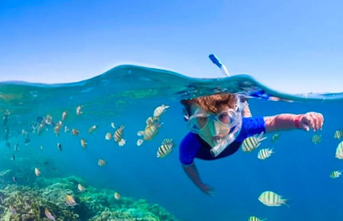 boy snorkeling near a reef in Bermuda