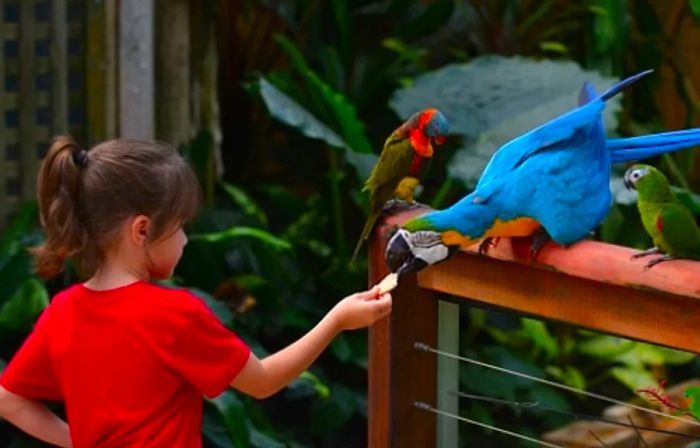 A young girl feeding a parrot at the Jacksonville Zoo