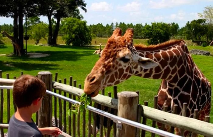 Young boy feeding a giraffe at the local zoo in Norfolk