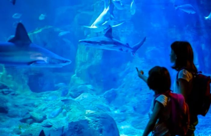 siblings observing sharks at Seattle's local aquarium