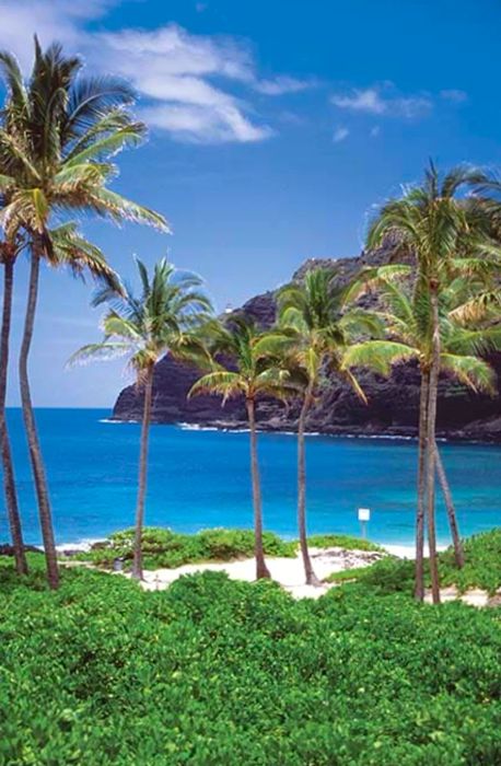 Palm trees lining a beach in Oahu