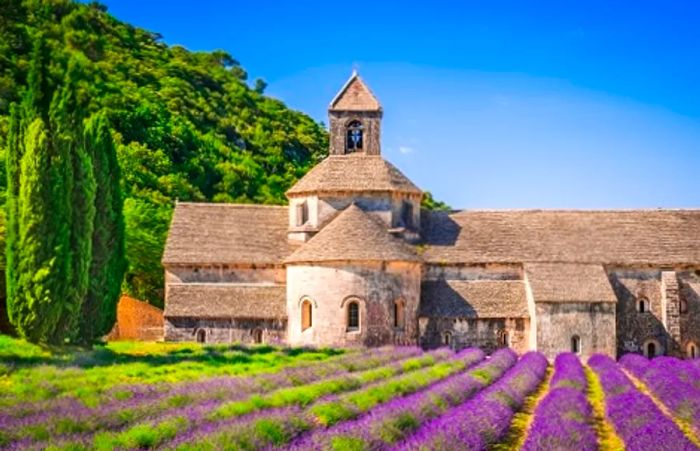 A lavender farm in France