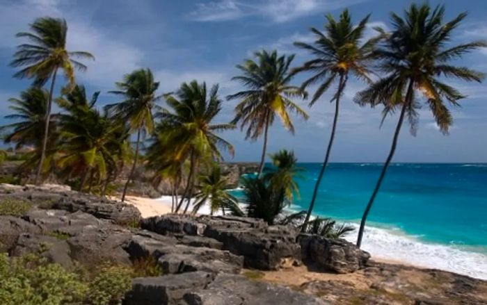 a picturesque view of a beach adorned with palm trees and rocks in Barbados