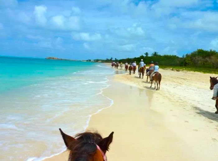 A line of guests riding horses along the beautiful beaches of Antigua.