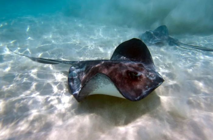 Two stingrays gliding through the waters of Antigua's famous Stingray Village.