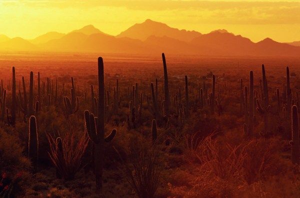 Saguaro National Park. (Photo by Danny Lehman/Getty Images)