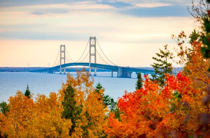 The Mackinac Bridge in Michigan framed by vibrant fall foliage in the foreground