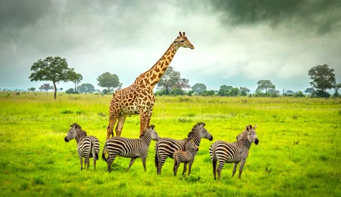 Five zebras and a giraffe grazing in lush green grass in Kenya