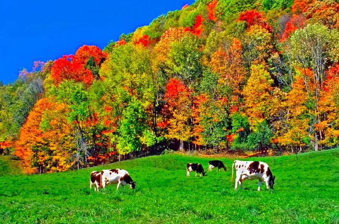 Black-and-white cows grazing in a green field with colorful autumn trees as a backdrop