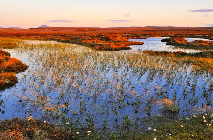 A picturesque view of marshy wetlands with grasses rising from the water in the Flow Country of Scotland.