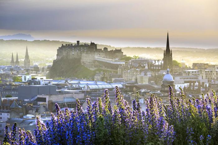 A view of the Edinburgh skyline enveloped in fog, with vibrant purple flowers in the foreground.