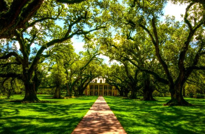 The stunning exterior of Oak Alley Plantation framed by a pathway bordered with magnificent oak trees and lush lawns on either side.