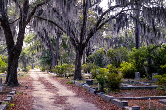 A winding dirt path meanders through gravestones and trees draped in Spanish moss within a cemetery