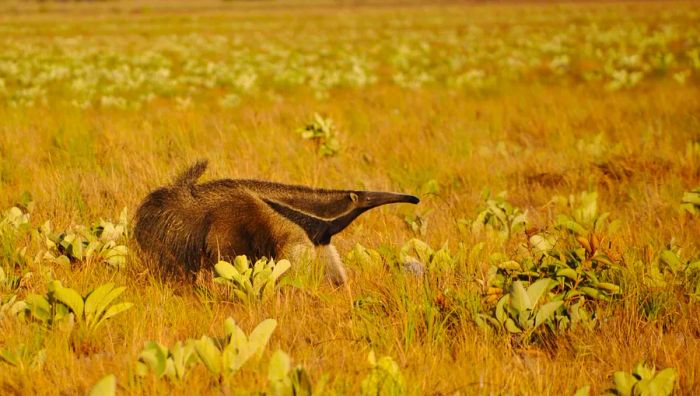 A giant anteater with its snout raised, wandering through a vast expanse of grass.