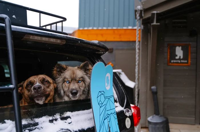 Two dogs gaze out from the back window of a truck