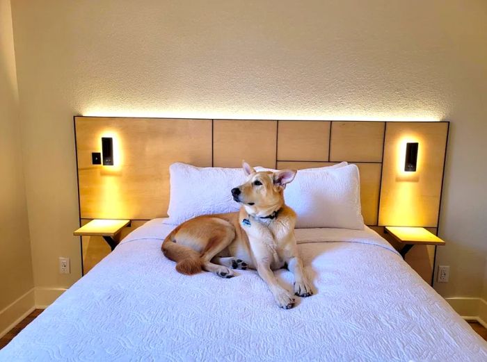 A dog relaxes on a hotel bed