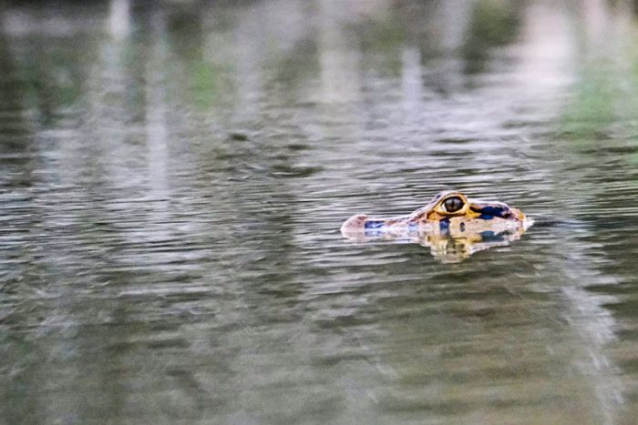 A caiman’s head rises above the river's surface