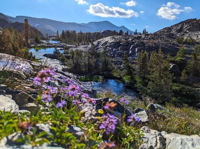 Heather flowers adorn a rocky hillside that overlooks a river winding through mountains encircled by evergreens.