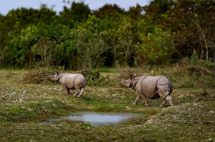 Two Indian one-horned rhinos strolling through Kaziranga National Park in India, framed by trees in the background.