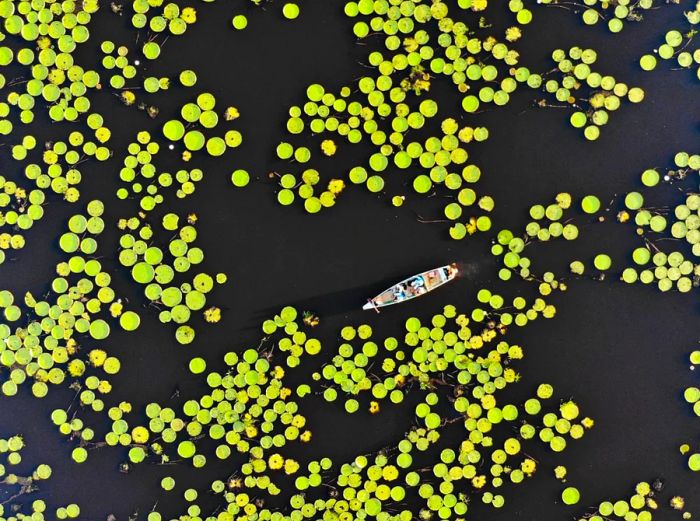 An aerial view of a small boat surrounded by expansive lily pads.