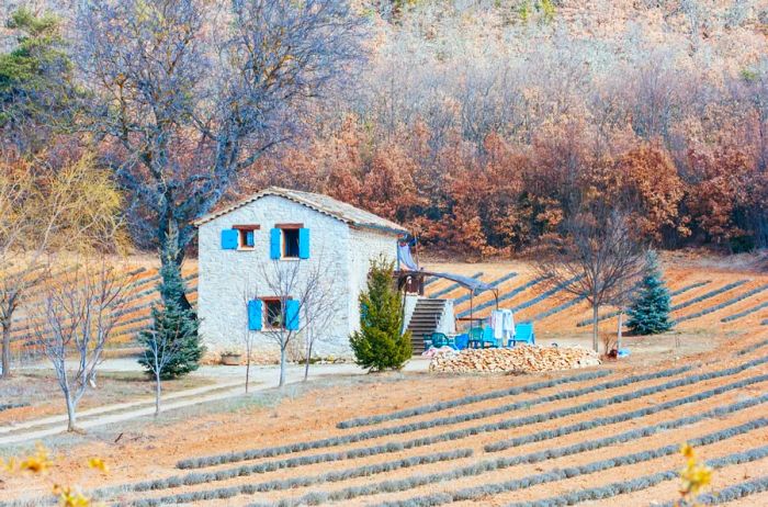 Lavender fields and rustic farmhouses amidst a winter landscape