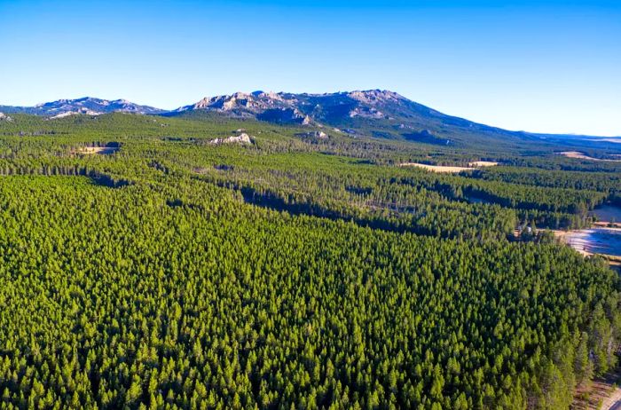 A lush evergreen forest set against towering mountain peaks