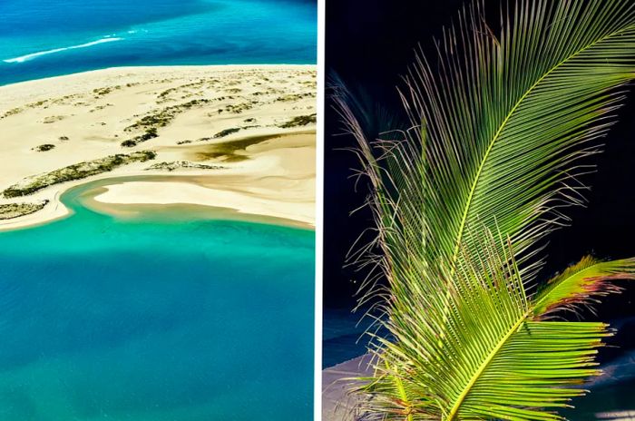 Left: A bird's-eye view of one of the islands in the Bazaruto Archipelago. Right: A night shot of a fern.