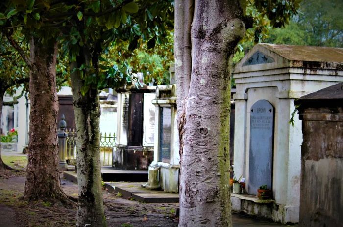 Mausoleums enveloped in shade from trees in a New Orleans cemetery