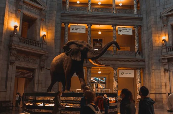 A taxidermied elephant showcased at the Smithsonian National Museum of Natural History