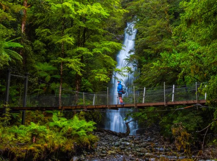 An individual pausing on a footbridge overlooking a waterfall in Fiordland National Park