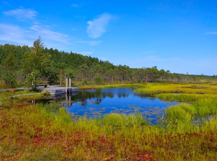 A scenic Estonian bog featuring a pond surrounded by lush fields.