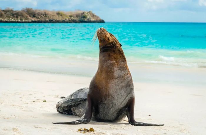 A sea lion with its nose raised high on a stretch of white sand, with vibrant blue waters in the background.