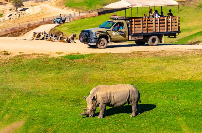 A rhino at the San Diego Zoo SDinogoi Park.