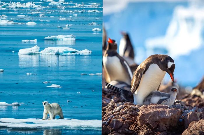 Split image: a polar bear resting on a floating piece of ice in the ocean (L); penguins caring for their chicks in a nest (R)