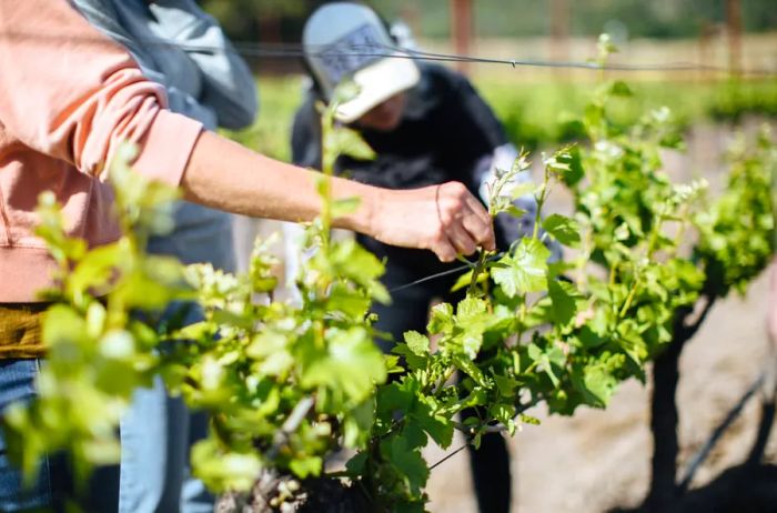 Vineyard workers at Gundlach Bundschu Winery