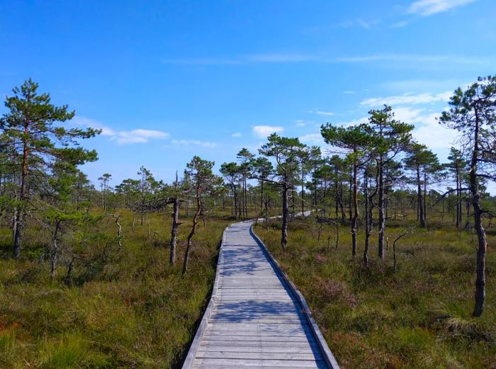 A gray wooden boardwalk winds through the Riisa bog, surrounded by lush green and yellow grasses along with small trees.