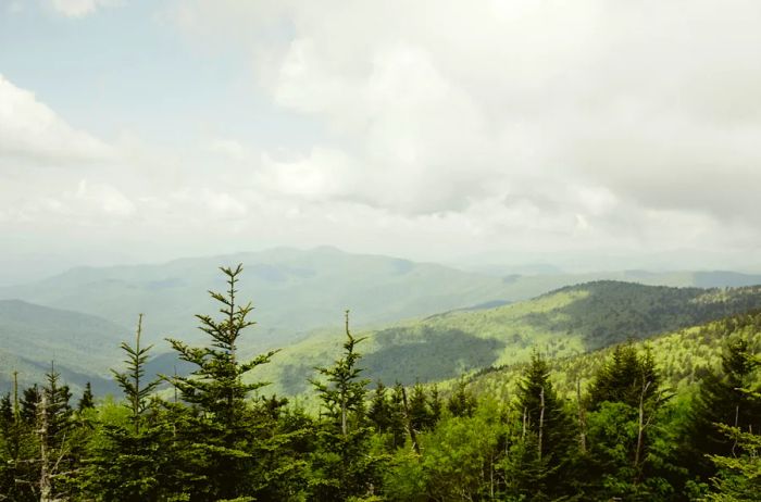 Lush green trees atop a mountain under a white cloud-filled sky during the day