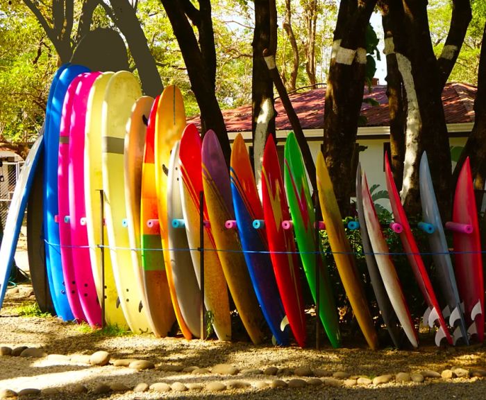 A lineup of about 20 vibrant surfboards, both long and short, stood vertically on the beach, shaded by the trees at Tamarindo.