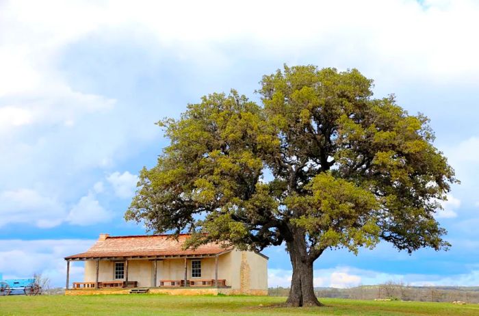 A large green tree next to a small, single-story house