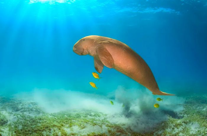 A rare dugong swims gracefully, accompanied by a few yellow fish in the deep blue sea.