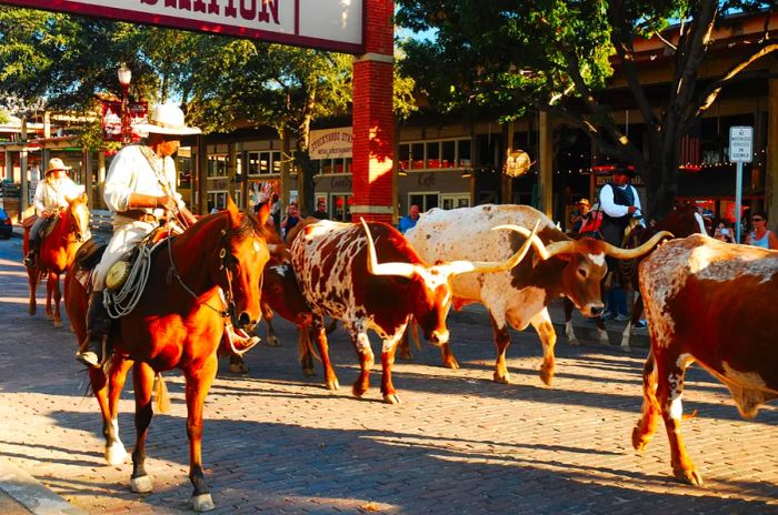 A cowboy guides a herd of longhorn cattle down a street