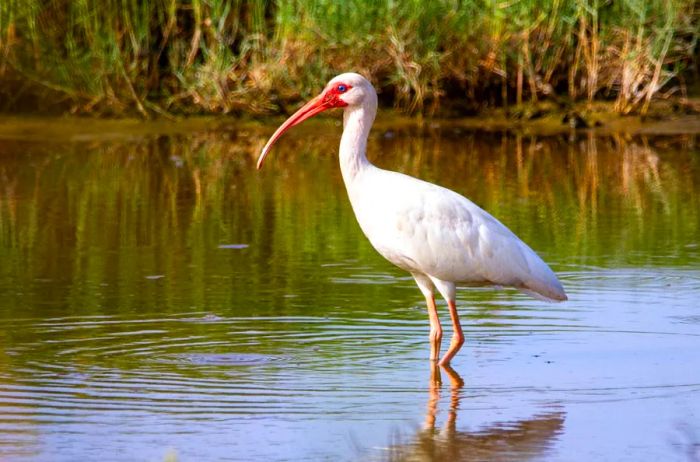 A white stork wading in water