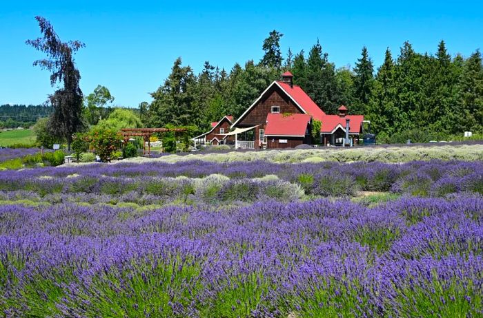 A red-roofed house and barn sit behind a vibrant field of lavender.